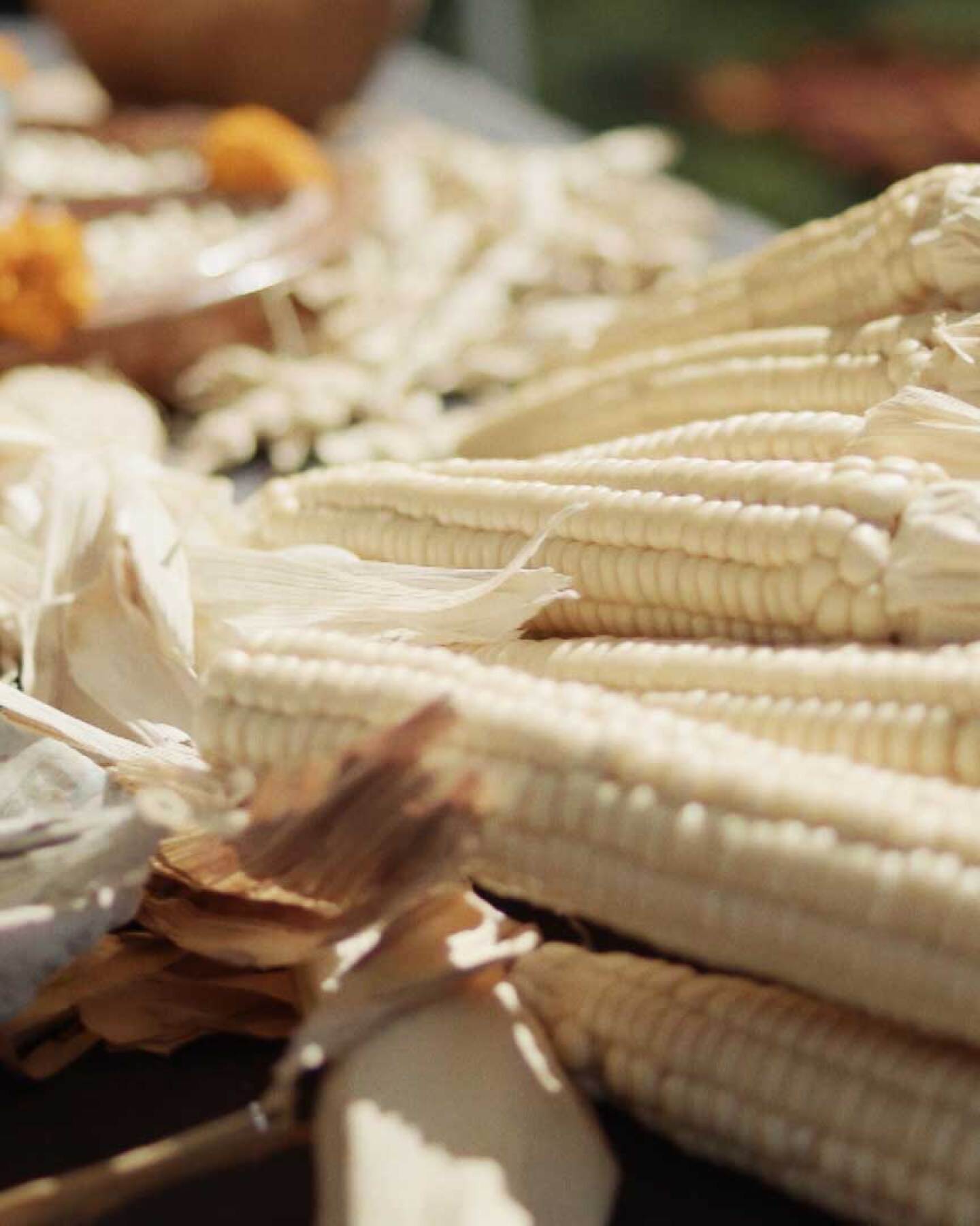 Seneca white corn grown at the Cultural Conservancy. | Still from "Tending Nature" episode “Cultivating Native Foodways with the Cultural Conservancy."
