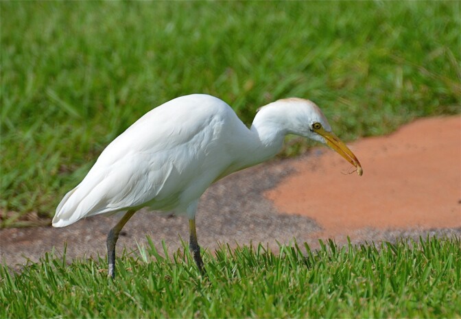 natives-egret-8-8-16.jpg