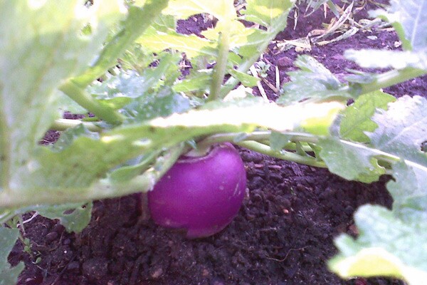 SauerreubenPickledTurnip