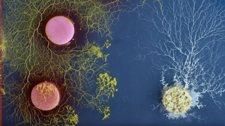 The Great Australian Slime Mold Bakeoff