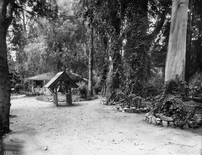 Another view of Wolfskill's eucalyptus trees. Courtesy of the Photo Collection, Los Angeles Public Library.