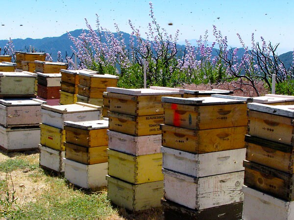 klaus_bees