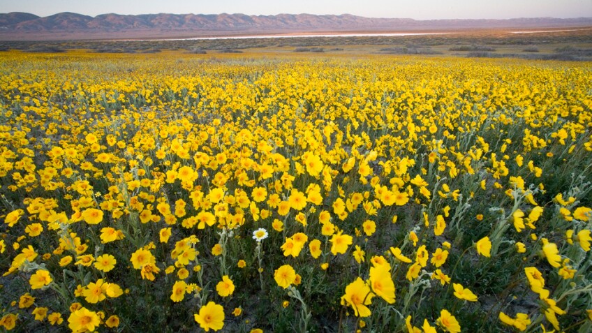 Yellow flowers at Carrizo Plain | Photo: Bob Wick/BLM