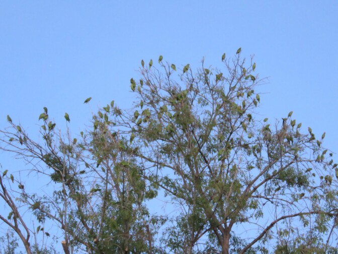 Dozens of parrots perched on a tree. | Ursula K. Heise