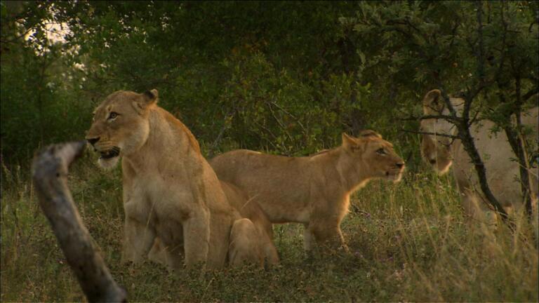Lions at Play