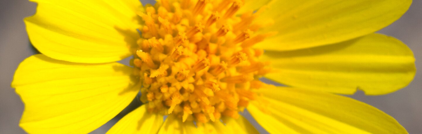 Detail of a desert sunflower | Photo: Chris Clarke