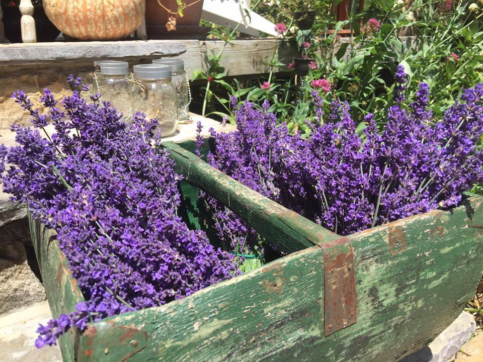 Courtesy Frog Creek Lavender Farm