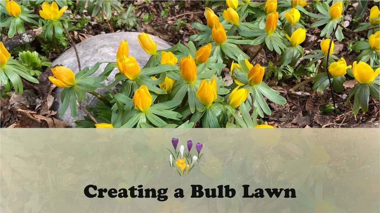 Creating a Bulb Lawn