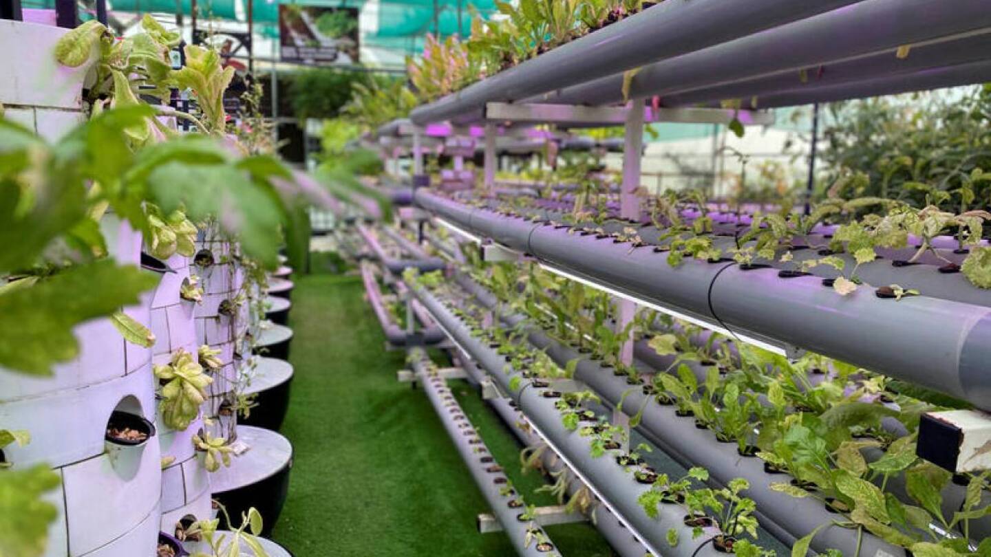 General view of a high tech vertical farm where local farmers have a chance to cultivate their crops, despite the nationwide lockdown due to the coronavirus disease (COVID-19) outbreak, in Sharjah, United Arab Emirates April 13, 2020. REUTERS