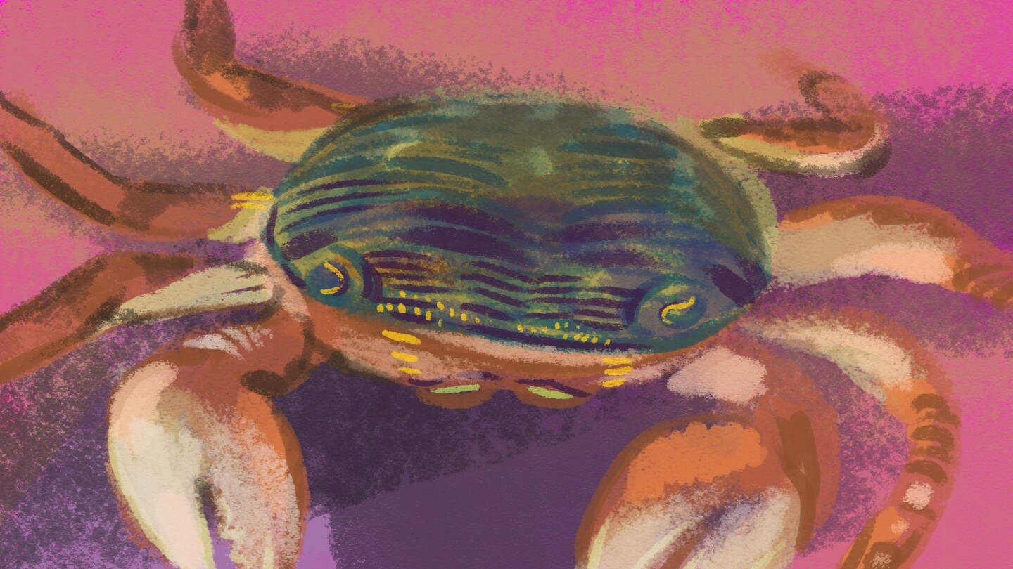 An illustration of a crab