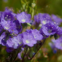 California in Bloom