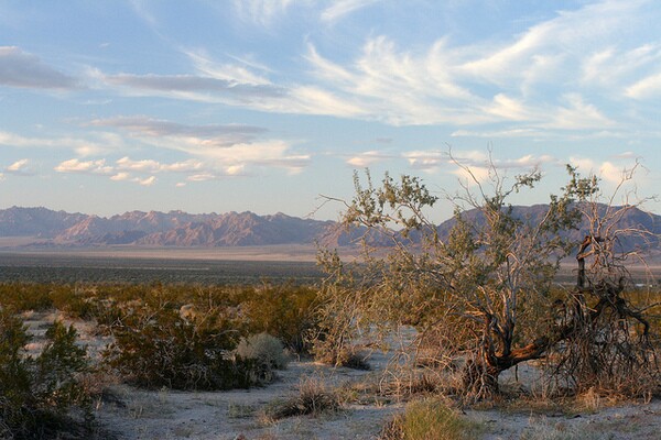 Desert-Centr-Ironwood-8-7-12-thumb-600x400-33800