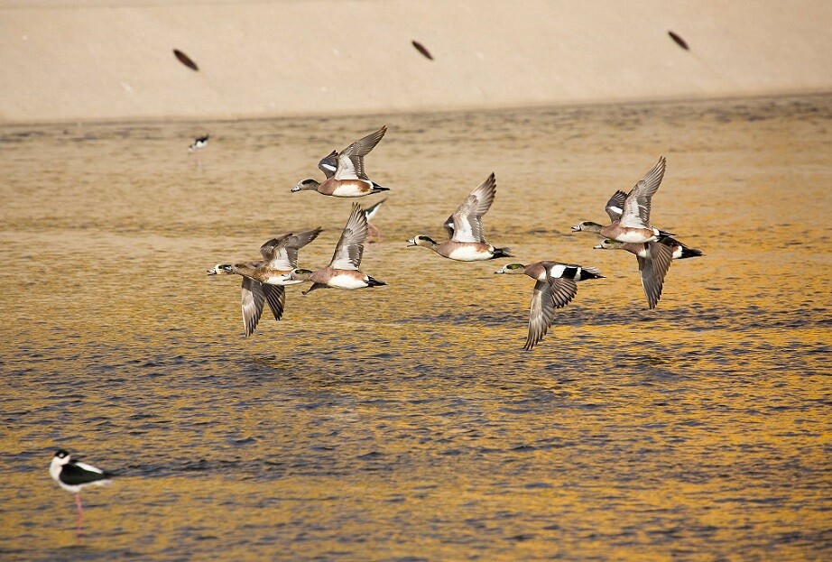 American Wigeon: LA River Birds