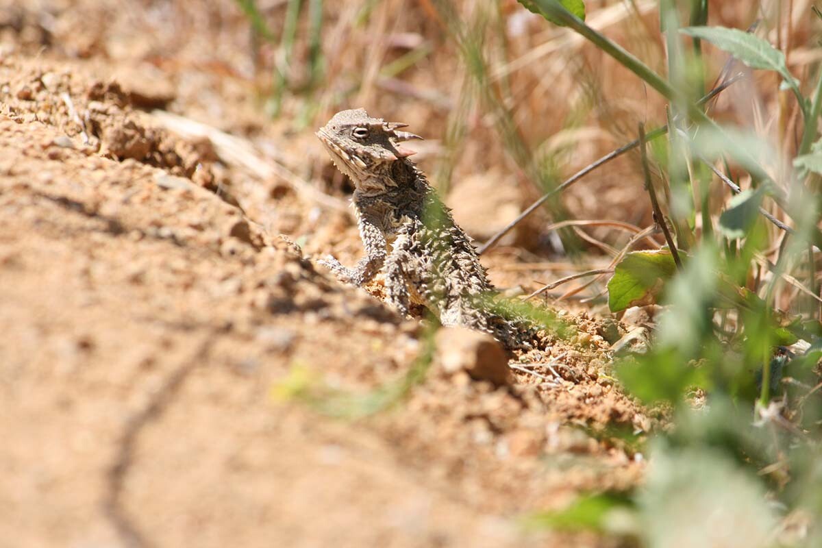 Blainville horned lizard (Phrynosoma coronatum) of Griffith Park| Courtesy of Gerry Hans