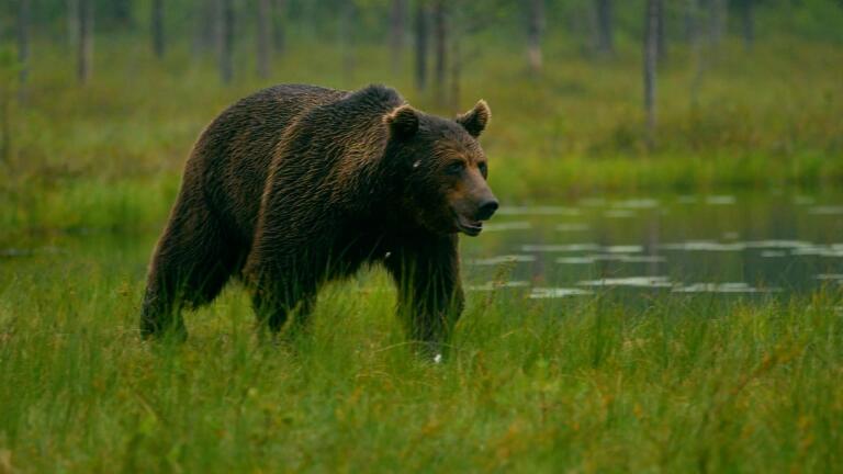 TTC Extra: Bear vs. Man