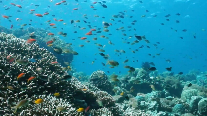 reefs