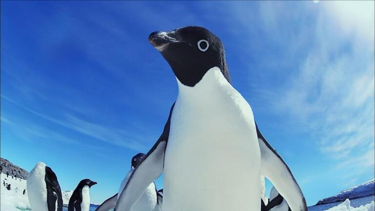 Penguin Invasion!