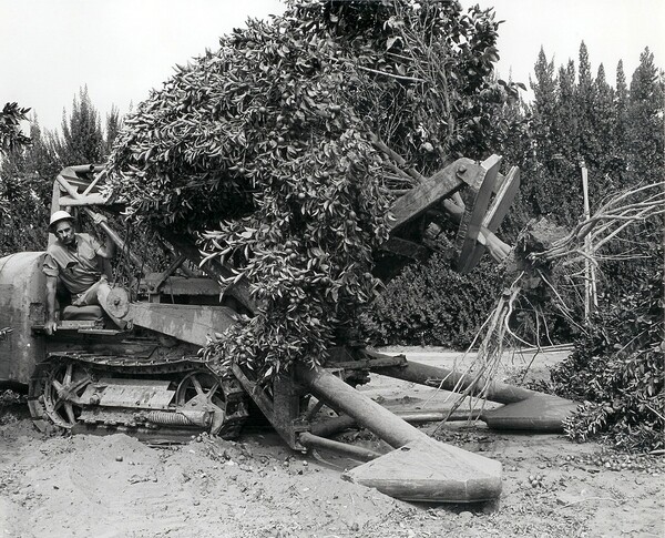 A man in a stump puller uproots a citrus tree. Photo courtesy of the Orange County Archives.