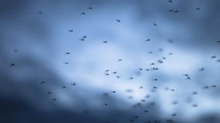 Can genetically modified mosquitoes curb Dengue fever?