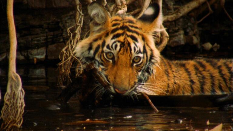 A Mischievous Tiger