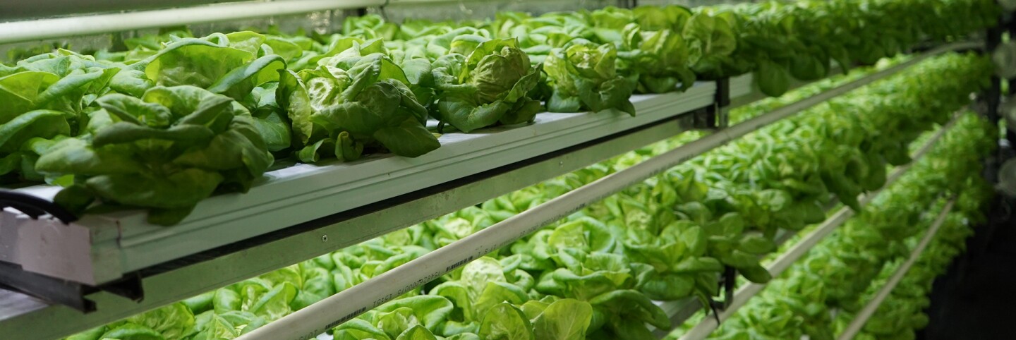 Young Butterhead lettuce growing in one of our TerraFarms™ | Courtesy of Local Roots