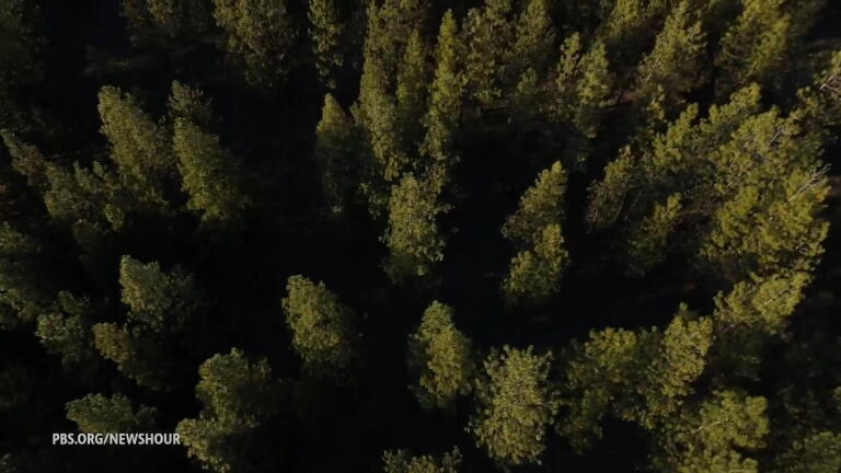 Carbon program pays landowners to keep forests standing