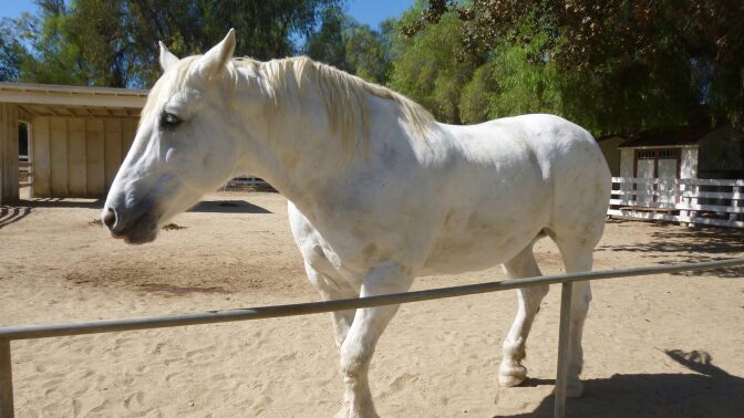 A white horse at the Leonis Adobe Museum.