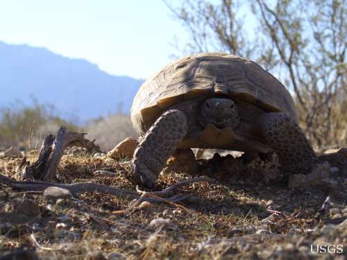 Desert-tortoise-USGS-7-16-12-thumb-600x450-32415