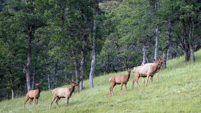 Tule Elk in Berryessa Snow Mountain National Monument | Photo: Bob Wick, BLM
