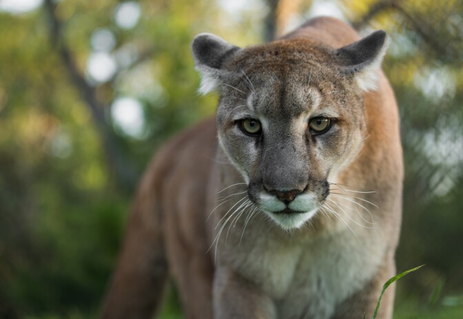 Mountain Lion looking at camera | Photo: Ben Masters, iStock