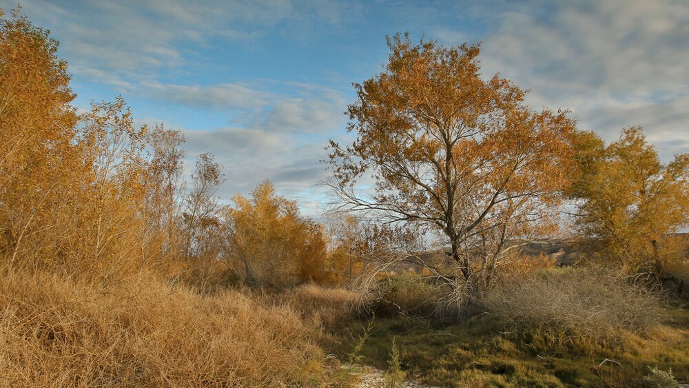 Trees at Afton Canyon | Photo: David Lamfrom