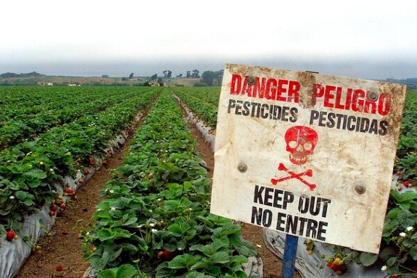 pesticidestrawberries