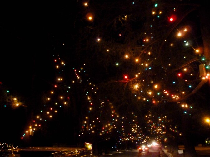 Colorful lights are strung onto cedar tree branches. It's dark and the only light comes from the car headlights on the street and the lights on the trees.