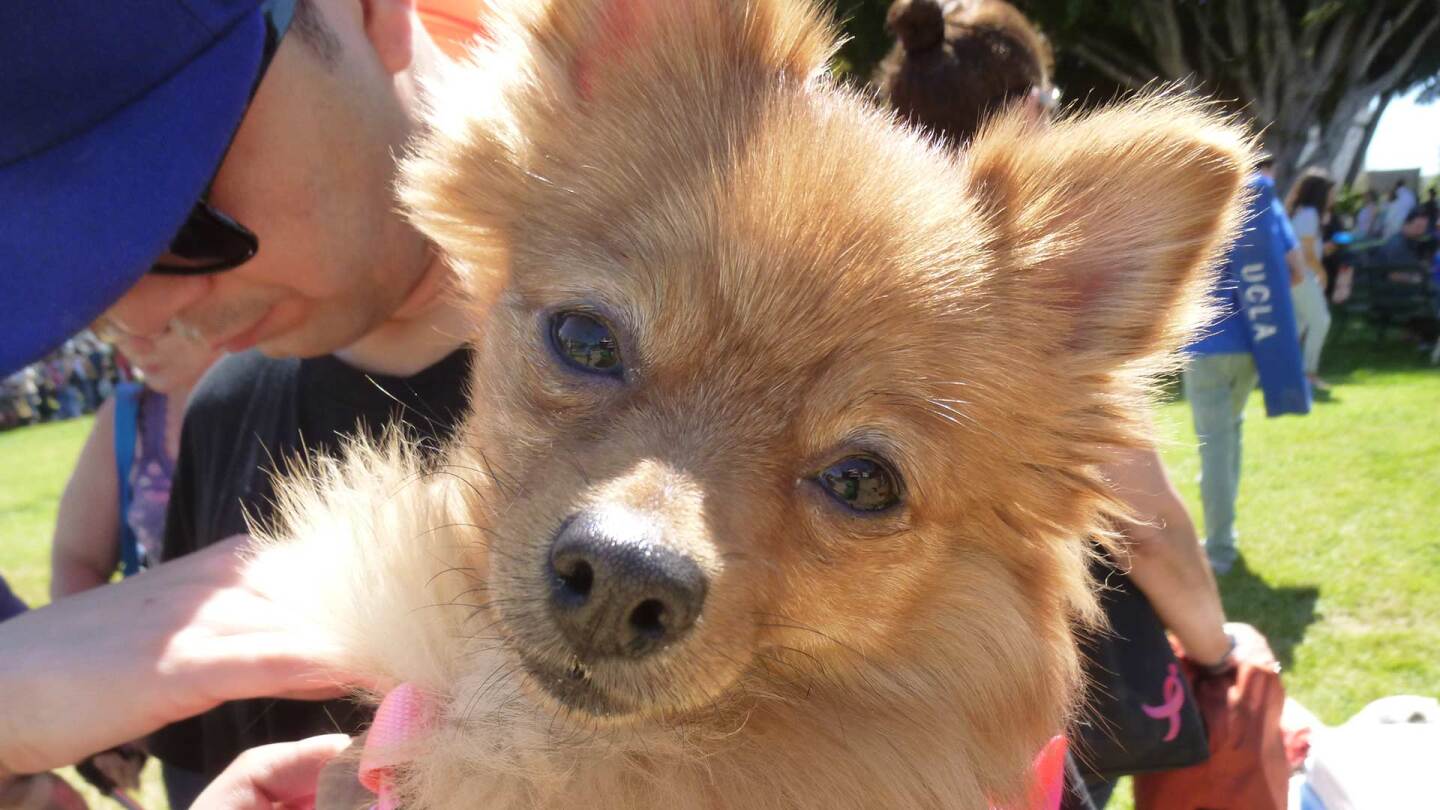 Fluffy dog looks into the camera at Blessing of the Animals