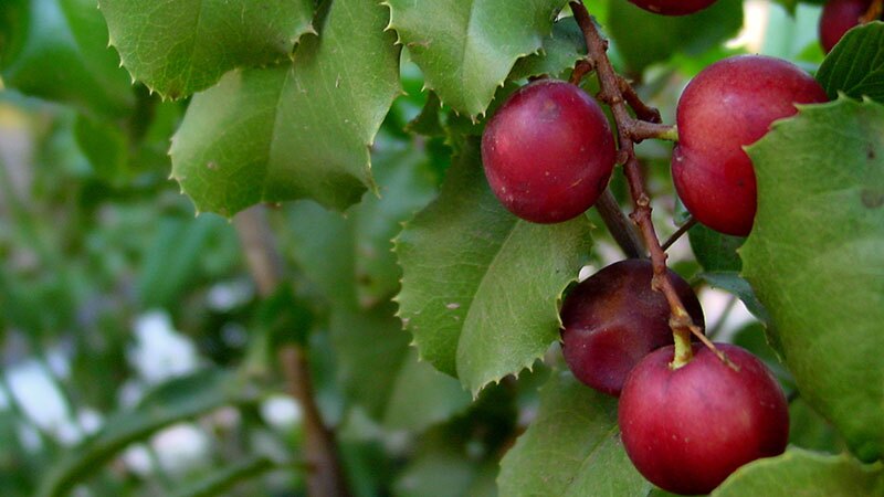 prunus-ilicifolia-11-14-16.jpg