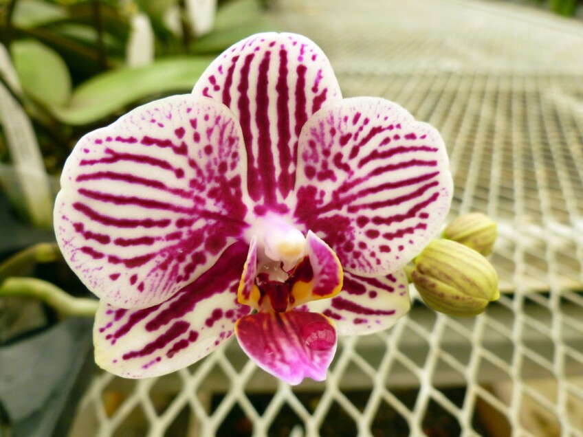 Gubler Orchid 2