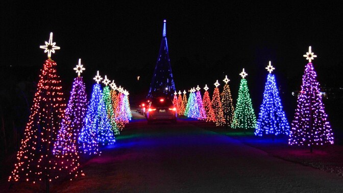 Two rows of colorfully lit Christmas trees at Hikari – A Festival of Lights at Tanaka Farms. | Sandi Hemmerlein