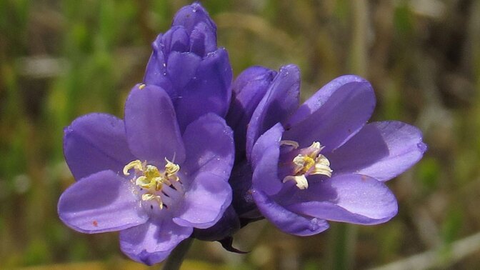 dichelostemma-flower-11-14-16.jpg