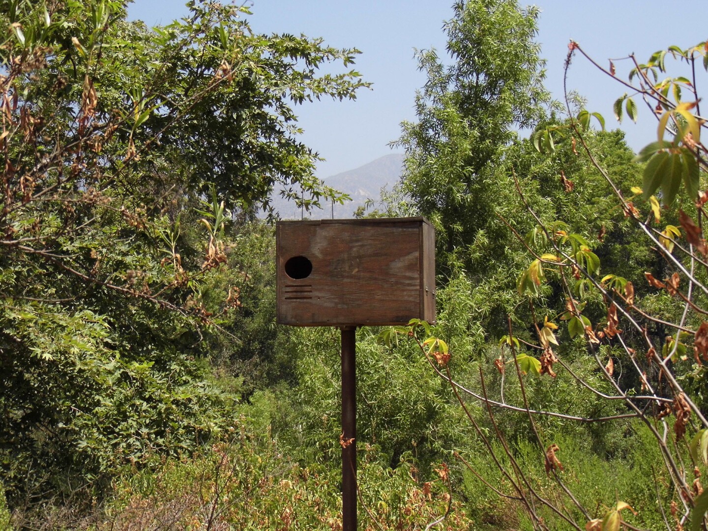 Bird box