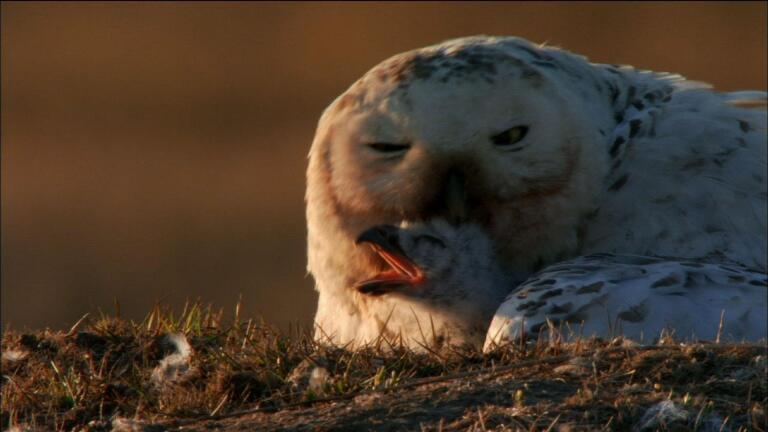Hatching Owlets
