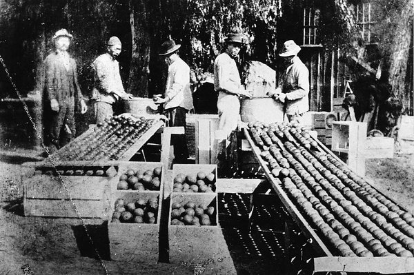 Chinese field workers washing and packing citrus at Riverside's Whipple Ranch, circa 1886 | Photo courtesy of the Riverside Metropolitan Museum, Riverside CA)<br />