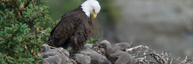 A bald eage looks over its three eaglets. | Keith Williams / Creative Commons