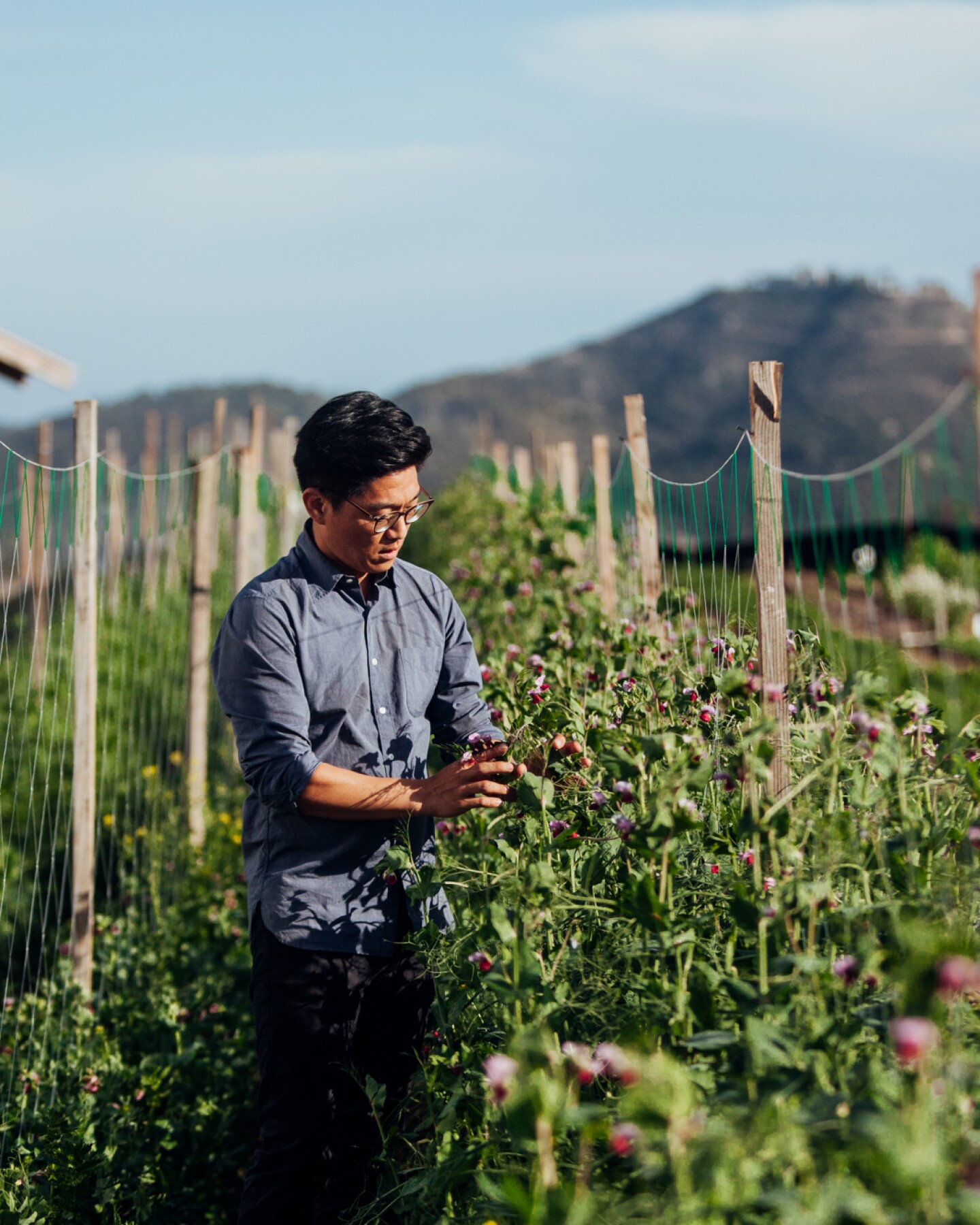 Aaron Choi, owner of Girl and Dug Farm, tends to a crop in a large field.