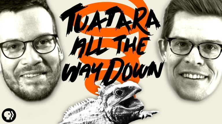 Tuatara Time! – Face To Face With A Living Fossil!