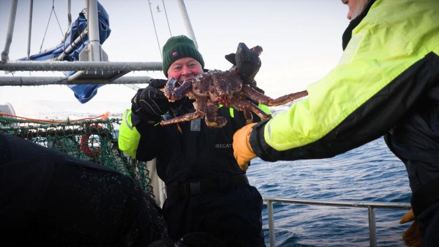 Austevoll / Barentshavet: Snow Crab in Arctic Waters