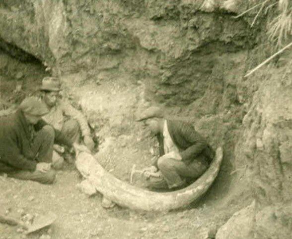 Pleistocene fossil finds have not been limited to the La Brea Tar Pits. This eight-foot long mastodon tusk was unearthed in 1927 near Malaga Cove on the Palos Verdes peninsula. Courtesy of the Palos Verdes Library District Local History Collection.