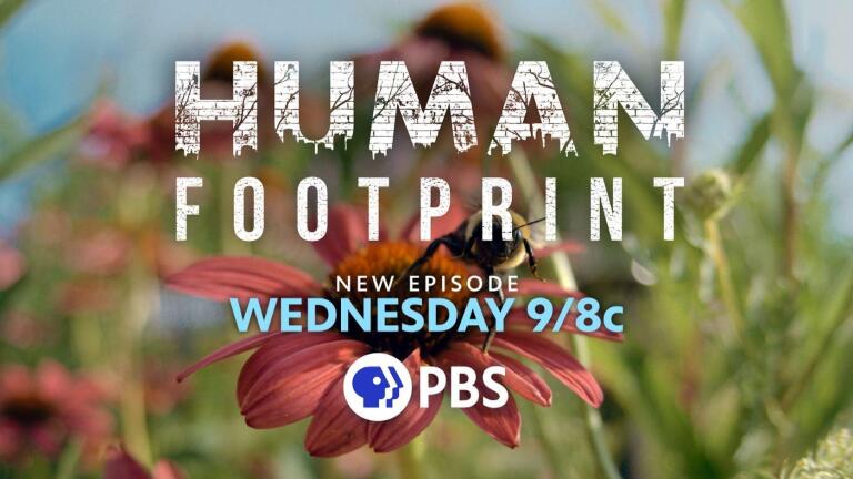 Human Footprint: The Honey Trap | Preview