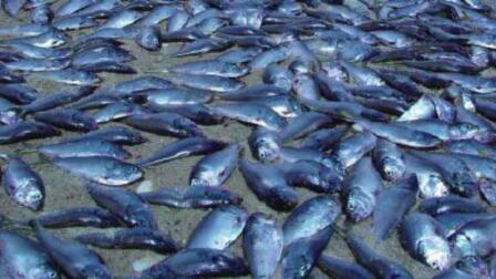 Dead Fish Washing Up on the Jersey Shore