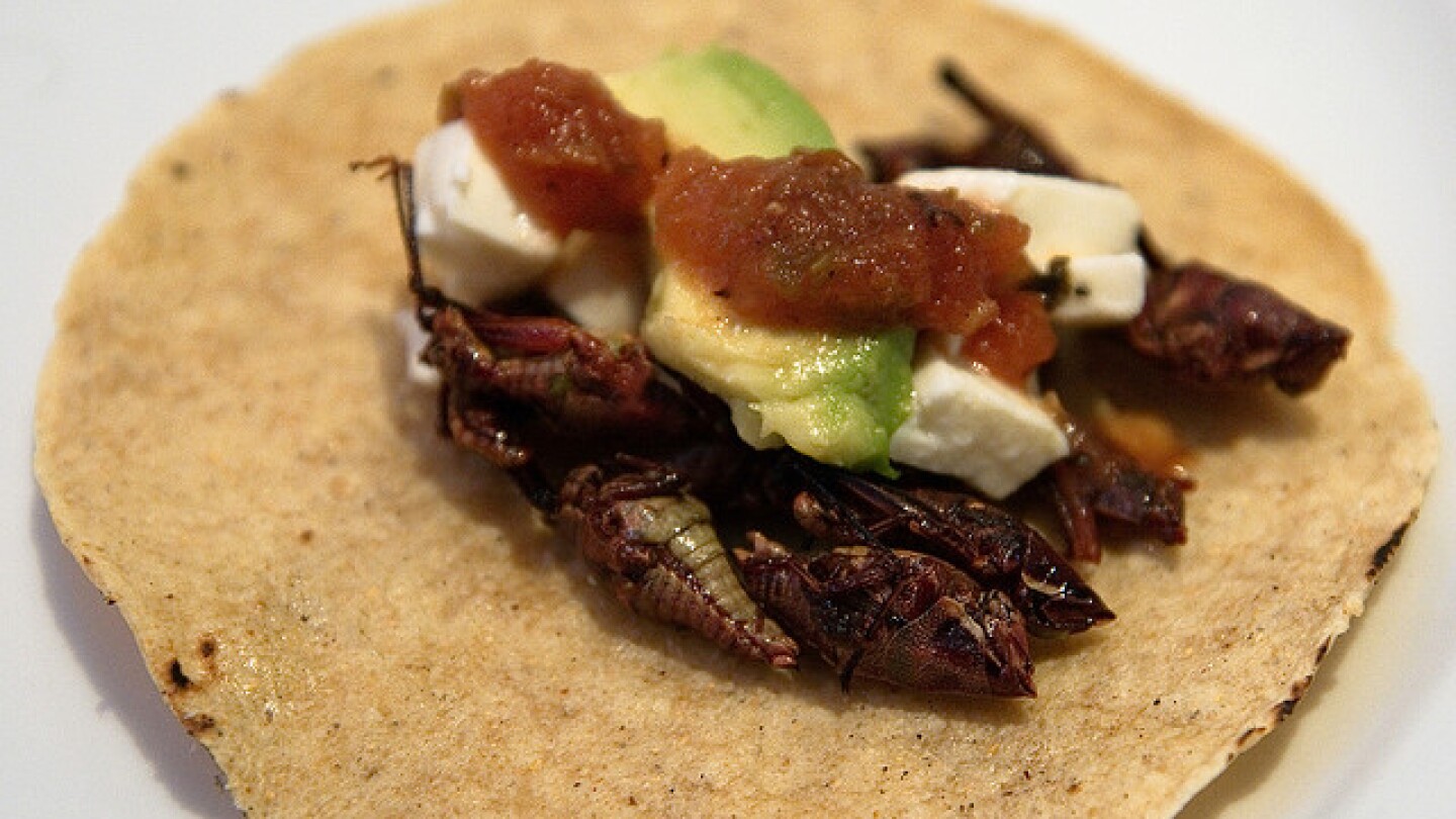 tacosdechapulines