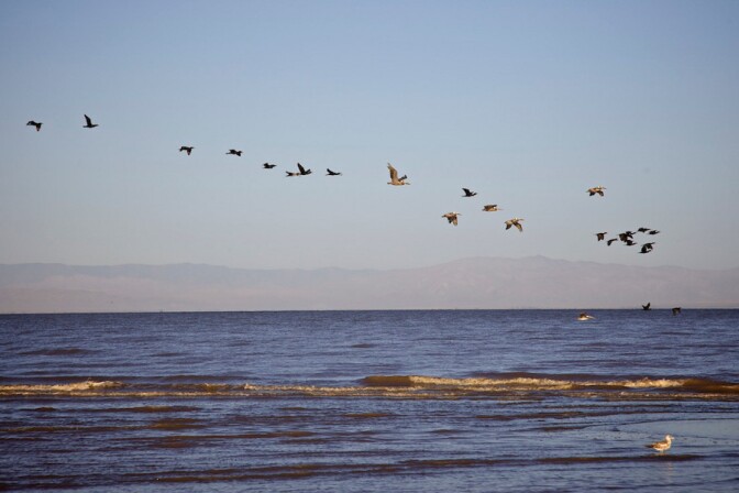 "Birds off Red Hill Marina." Salton Sea, CA. 2014. | Photo: Osceola Refetoff.